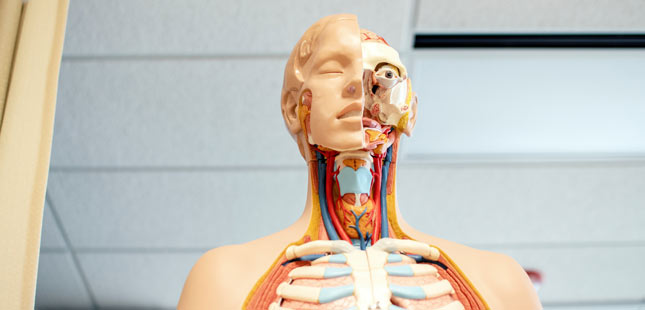 Human anatomy